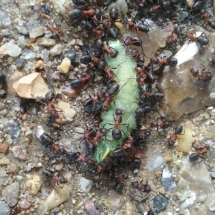 Myrer æder larve